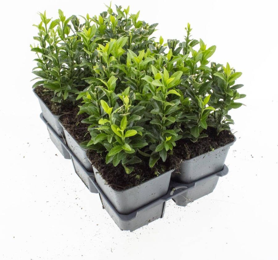Haagplant Japanse Kardianaalsmuts 2 Strekkende Meter Euonymus japonicus 'Green Spire' P9 Buxus vervanger Plant Tuinplant