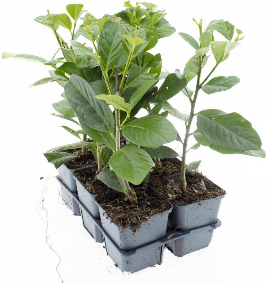 Haagplant Laurier 12 Stuks 2 Strekkende Meter Prunus laurocerasus P9 Plant Tuinplant