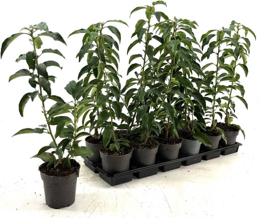 Haagplant Portugese Laurier 2 strekkende meter 12 Stuks Prunus lusitanica 'Angustifolia' P9 Plant Tuinplant