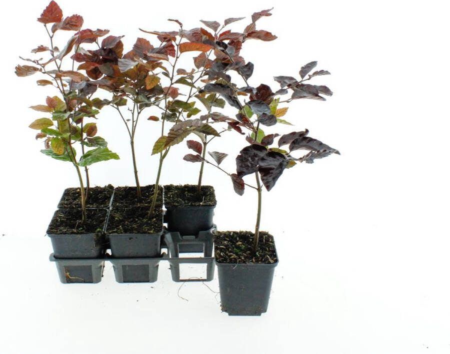 Haagplant Rode Beuk 2 Meter 12 stuks Fagus sylvatica 'Atropunicea' P9.5 Plant Tuinplant
