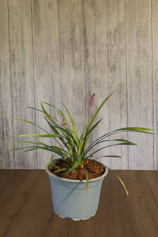 Haagplantenkopen.be 10 stuk(s) Leliegras Ingwersen pot 20-25 cm Geschikt als lage haag Weinig onderhoud Bladverliezend Bloeiende plant
