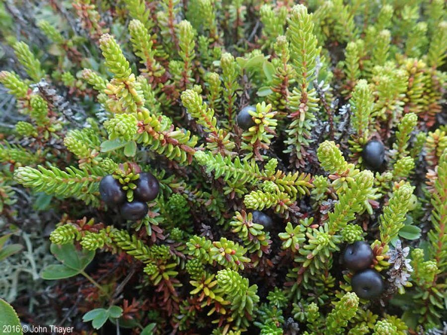 Heide Bodembedekker Kraai Groen 10 Stuks Empetrum nigrum P9.5 Plant Tuinplant