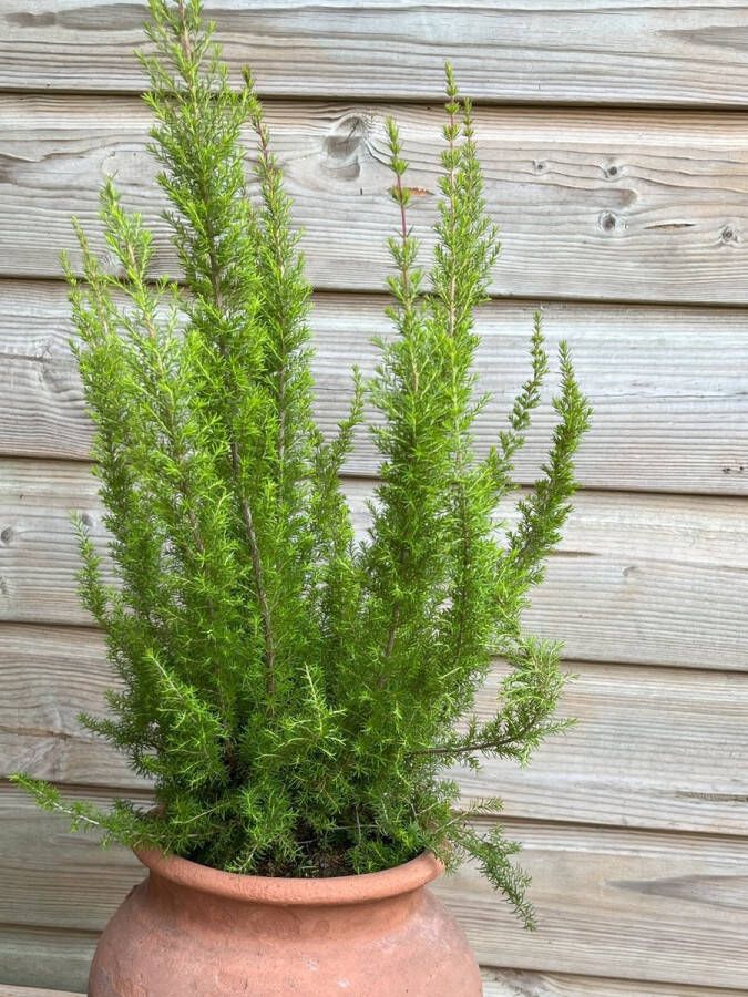 Heide Boom 10 Stuks Erica lusitanica P9.5 Plant Tuinplant