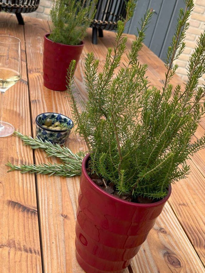 Heide Boom 6 Stuks Erica scoparia 1.5L Plant- Tuinplant