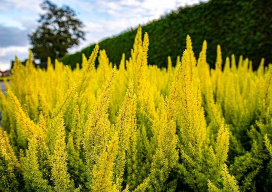 Heide Boom Geel Wit 10 Stuks Erica arborea 'Albert's Gold' P9.5 Plant Tuinplant
