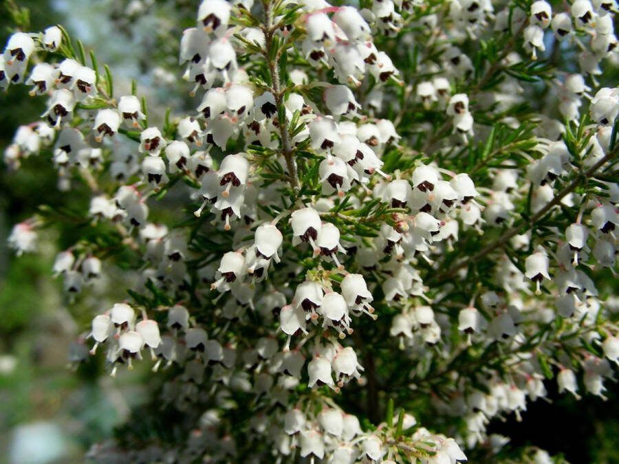 Heide Boom mix 6 Stuks Erica 1.5L Plant Tuinplant