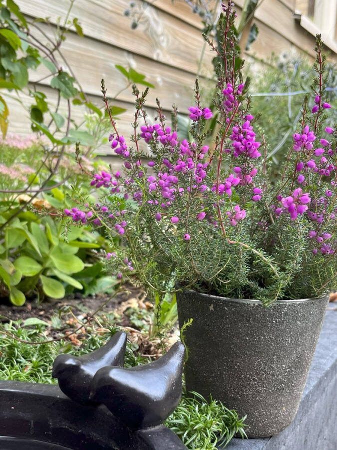 Heide Dop Paars 10 Stuks Erica cinerea 'Cevennes' P9.5 Plant Tuinplant
