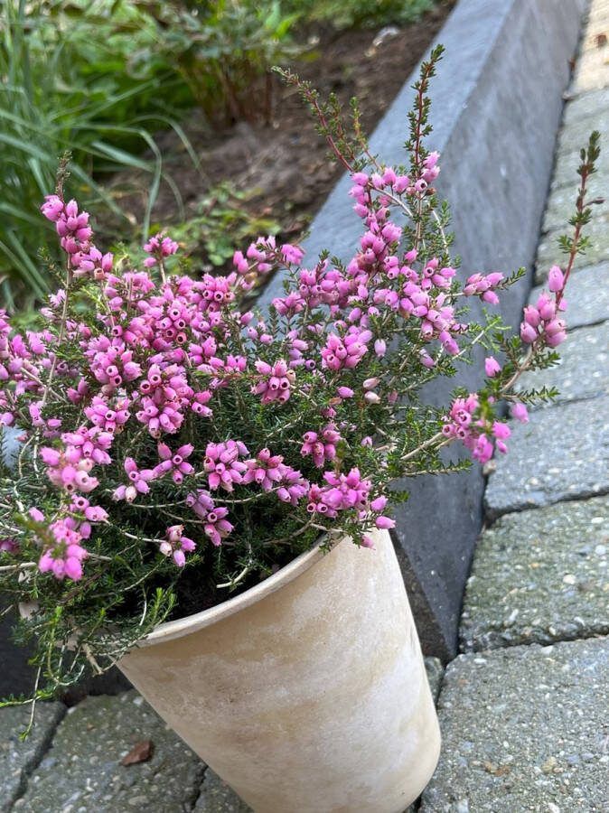 Heide Dop Paars 10 Stuks Erica cinerea 'Pallas' P10.5 Plant Tuinplant