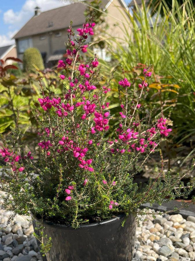 Heide Dop Rood 10 Stuks Erica cinearea 'C.D. Eason' P9.5 Plant Tuinplant