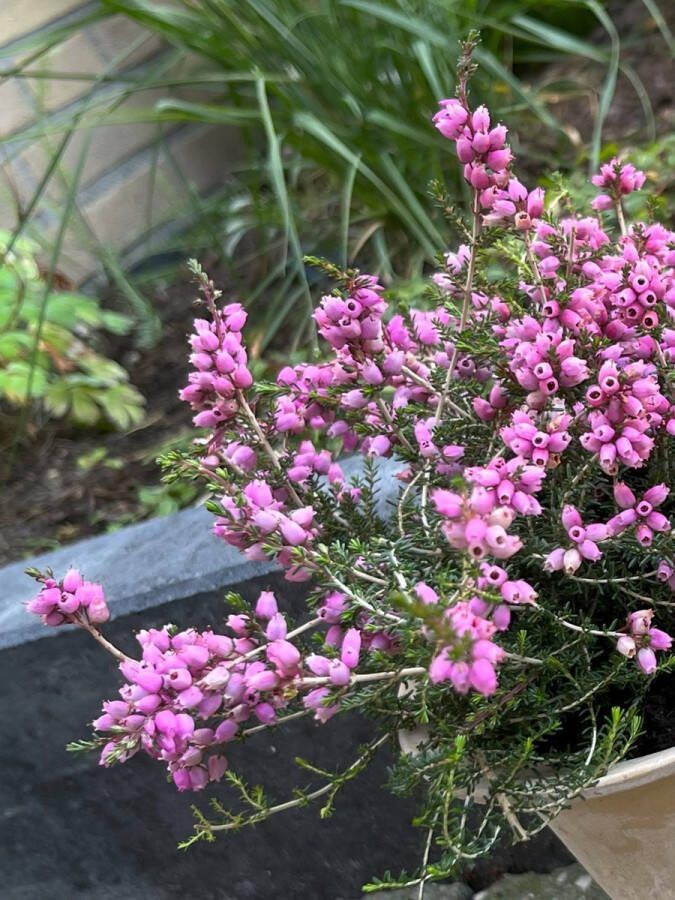 Heide Dop Roze 10 Stuks Erica cinerea 'Sandpit Hill' P10.5 Plant Tuinplant