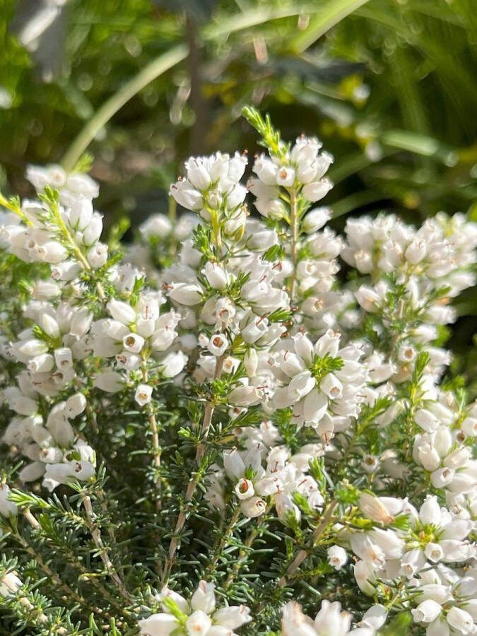 Heide Dop Wit 10 Stuks Erica cinerea 'Alba Major' P10.5 Plant Tuinplant