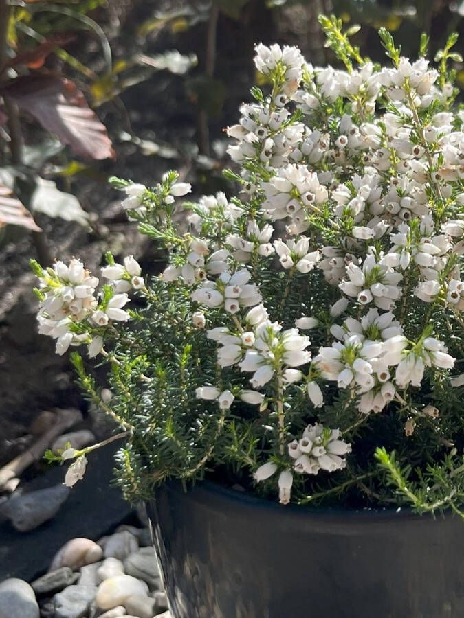 Heide Dop Wit 10 Stuks Erica cinerea 'Alba' P9.5 Plant Tuinplant
