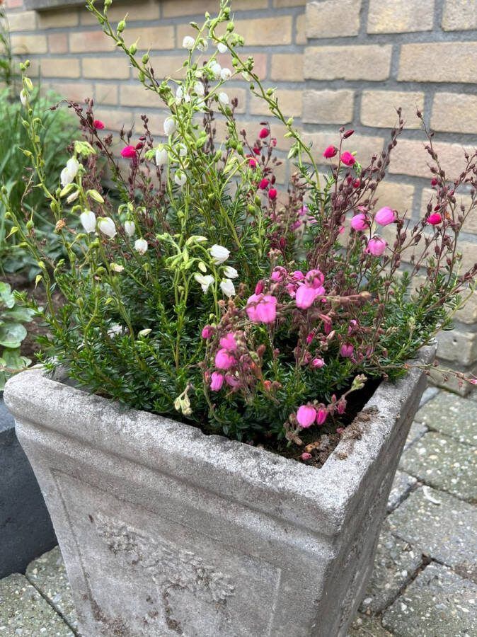 Heide Exclusieve mix 10 Stuks Erica & Calluna P10.5 Plant Tuinplant