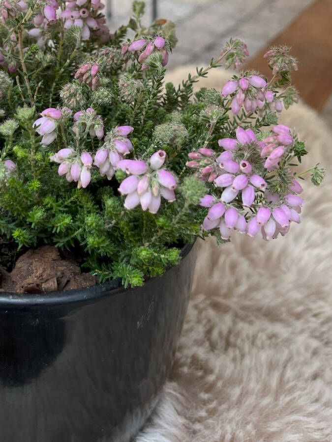 Heide Gewone dop Roze 10 Stuks Erica tetralix P9.5 Plant Tuinplant