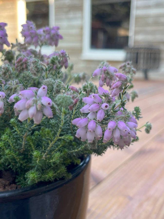 Heide Gewone Dop Roze 6 Stuks Erica tetralix 'Tina' 1.5L Plant Tuinplant