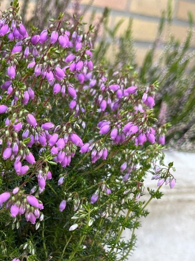 Heide Corsicaanse 6 Stuks Erica terminalis 1.5L Plant Tuinplant