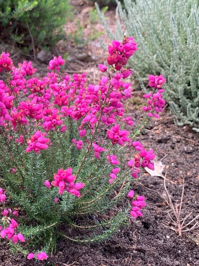 Heide Dop Roze 10 Stuks Erica cinerea 'Stephen Davis' P10.5 Plant Tuinplant