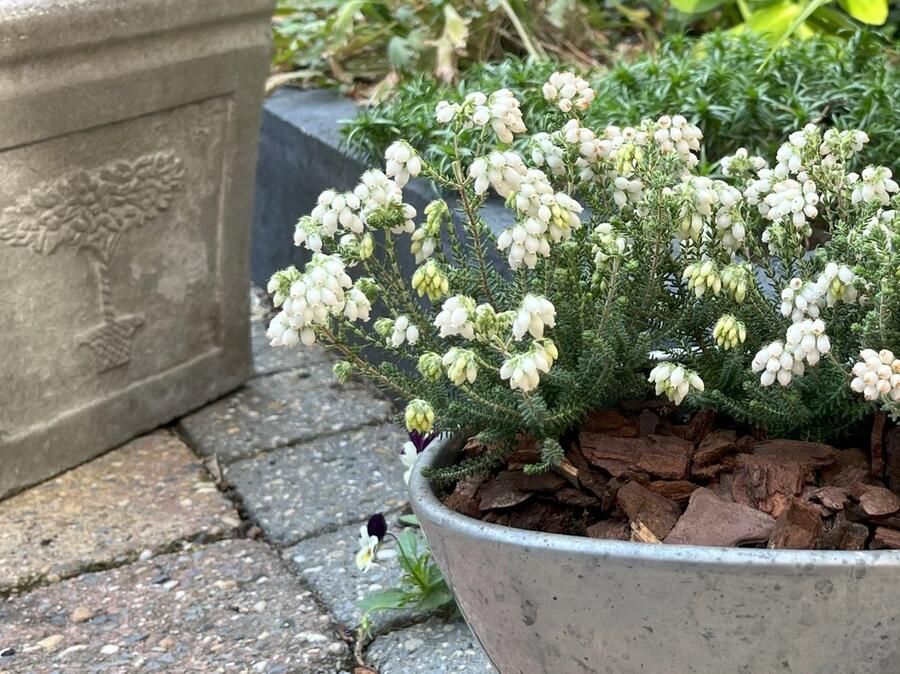 Heide Exclusieve mix 10 Stuks Erica & Calluna P9.5 Plant Tuinplant