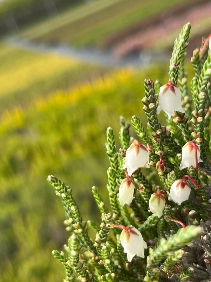 Heide Exclusieve mix 6 Stuks Erica & Calluna 1.5L Plant Tuinplant