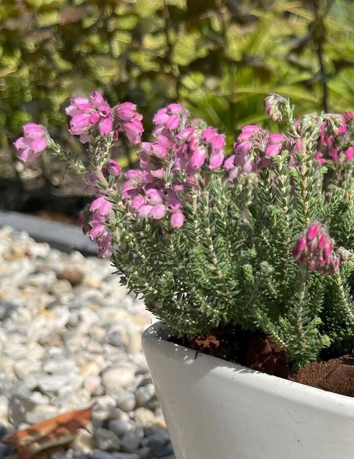 Heide Gewone Dop Rood 6 Stuks Erica tetralix 'Con Underwood' 1.5L Plant Tuinplant