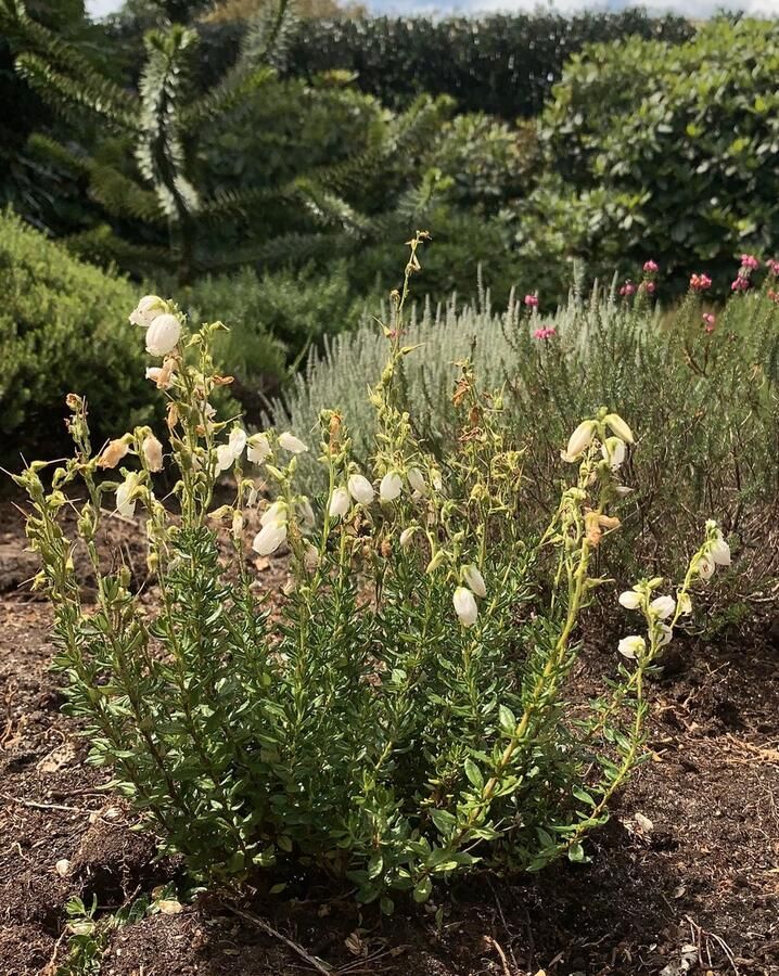 Heide Ierse Wit 10 Stuks Daboecia cantabrica 'Alberts White' P9.5 Plant Tuinplant Bloem