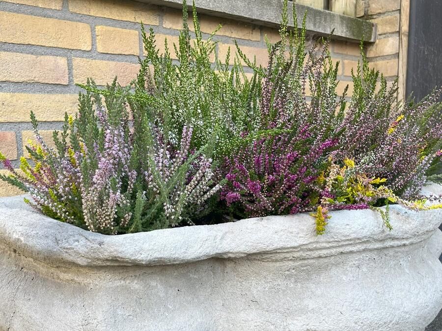 Heide tuintje Zomer & Winter mix 10 Stuks Erica & Calluna P10.5 Plant Tuinplant