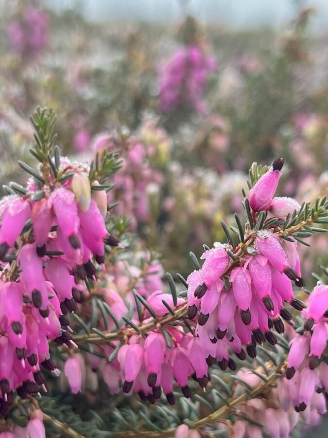 Heide Winter Roze 10 Stuks Erica carnea 'Ruby Glow' P9.5 Plant Tuinplant