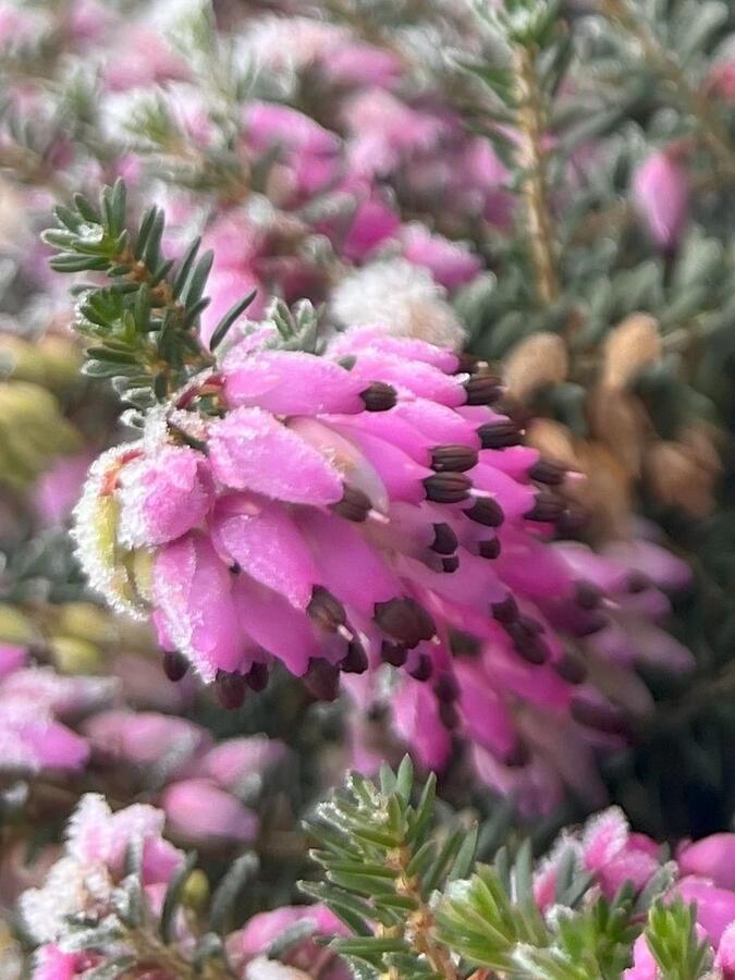 Heide Winter Roze 10 Stuks Erica carnea 'Wintersonne' P9.5 Plant Tuinplant