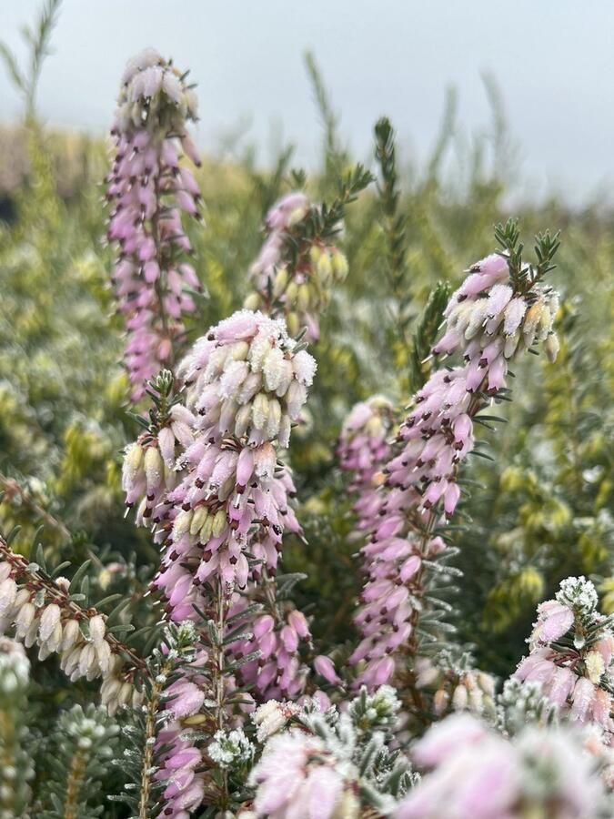 Heide Winter Roze 10 Stuks Erica darleyensis 'Darley Dale' P9.5 Plant Tuinplant