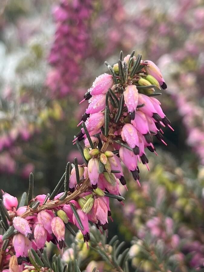 Heide Winter Roze 10 Stuks Erica darleyensis 'Phoebe' P9.5 Plant Tuinplant