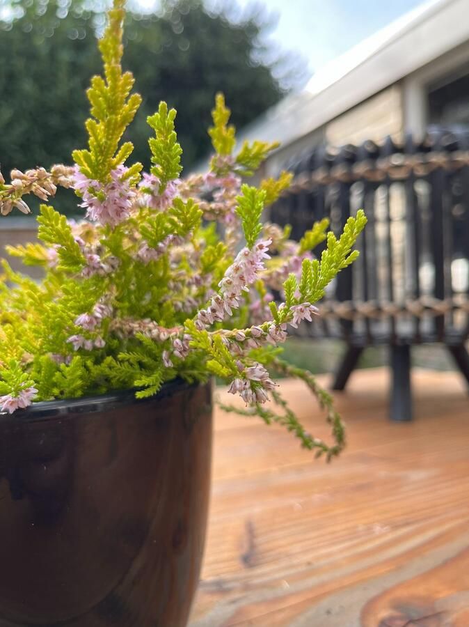 Heide Zomer Geel Roze 10 Stuks Calluna vulgaris 'Boskoop' P9.5 Plant Tuinplant