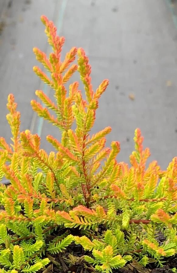 Heide Zomer Oranje Roze 10 Stuks Calluna vulgaris 'Wickwar Flame' P10.5 Plant Tuinplant