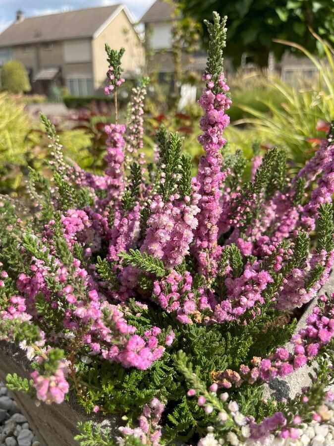 Heide Zomer Roze 10 Stuks Calluna vulgaris 'Annemarie' P10.5 Plant Tuinplant