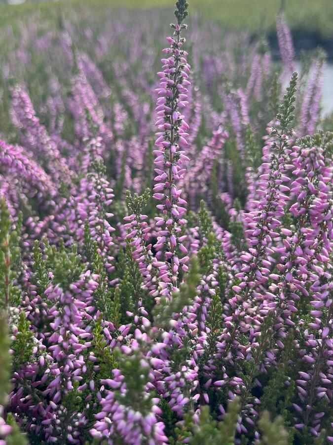 Heide Zomer Roze 10 Stuks Calluna vulgaris 'Underwoodii' P10.5 Plant Tuinplant