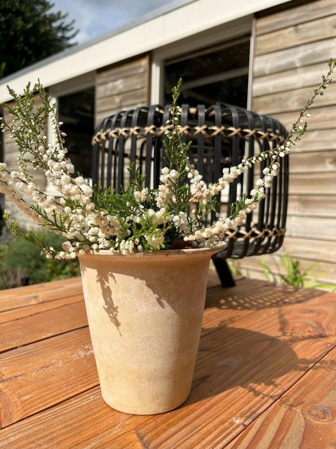 Heide Zomer Wit 10 Stuks Calluna vulgaris 'Kinlochruel' P9.5 Plant Tuinplant