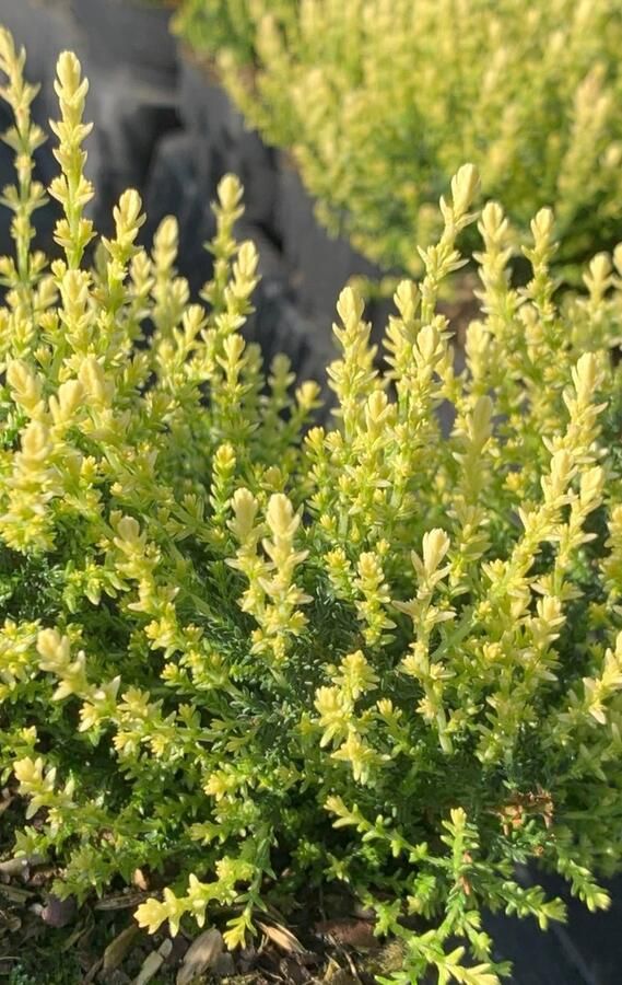 Heide Zomer Witte Scheutjes 10 Stuks Calluna vulgaris 'Spring Cream' P9.5 Plant Tuinplant