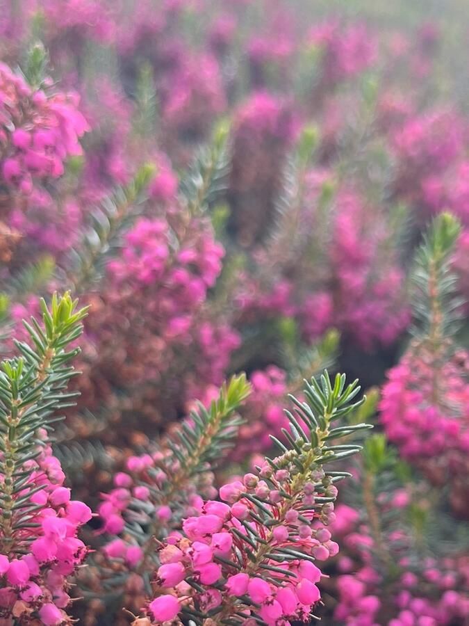 Heide Zwerf Roze 10 Stuks Erica vagans 'Mrs. D.F. Maxwell' P9.5 Plant Tuinplant