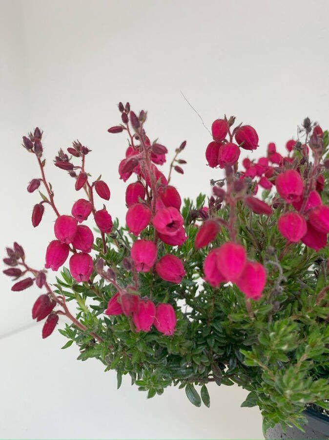 Heide Ierse Rood 10 Stuks Daboecia cantabrica 'Angelina' P10.5 Plant Tuinplant Bloem