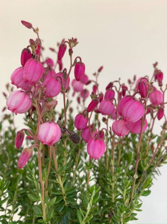 Heide Ierse Roze 6 Stuks Daboecia cantabrica 'Rosella' 1.5L Plant Tuinplant Bloem