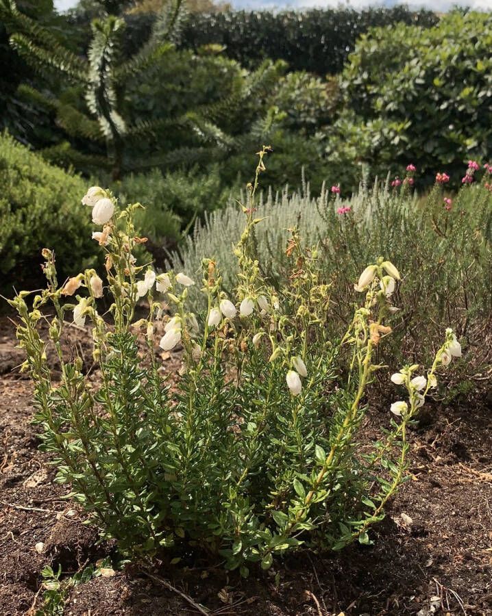 Heide Ierse Wit 6 Stuks Daboecia cantabrica 'Alberts White' 1.5L Plant Tuinplant Bloem