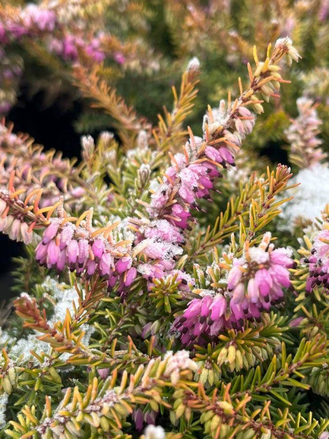 Heide tuintje Zomer & Winter Mix 10 Stuks Erica & Calluna P9.5 Plant Tuinplant