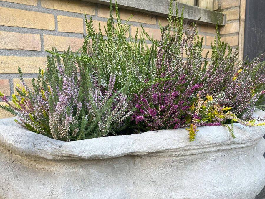 Heide tuintje Zomer & Winter mix 6 Stuks Erica & Calluna 1.5L Plant Tuinplant
