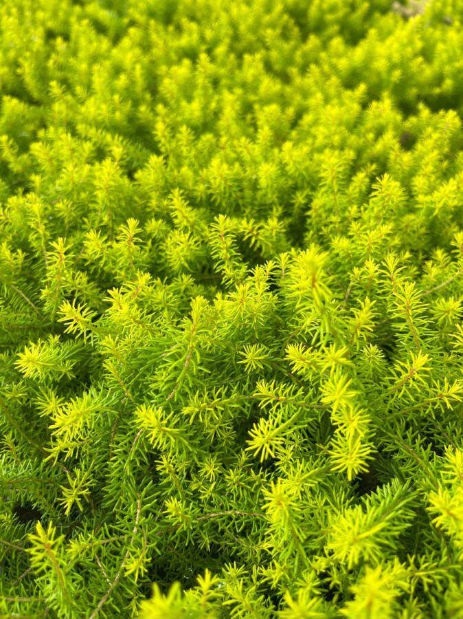 Heide Winter Geel Roze 10 Stuks Erica carnea 'Foxhollow' P9.5 Plant Tuinplant