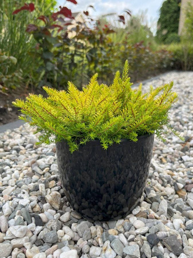 Heide Winter Geel Roze 10 Stuks Erica darleyensis 'Eva Gold' P9.5 Plant Tuinplant