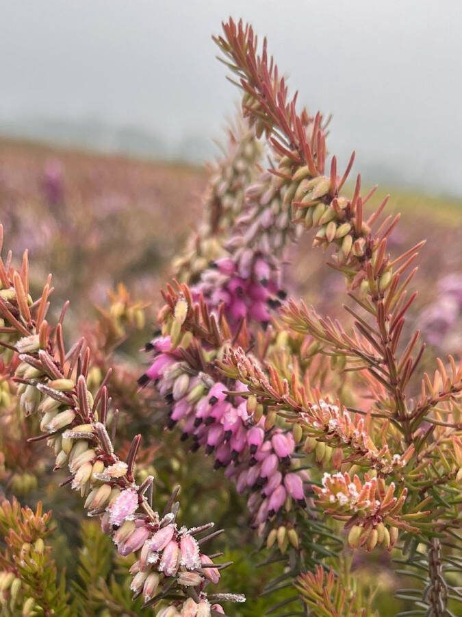 Heide Winter Geel Roze 10 Stuks Erica darleyensis 'Mary Helen' P9.5 Plant Tuinplant