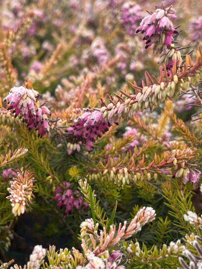 Heide Winter Geel Roze 10 Stuks Erica darleyensis 'Stieneke' P9.5 Plant Tuinplant