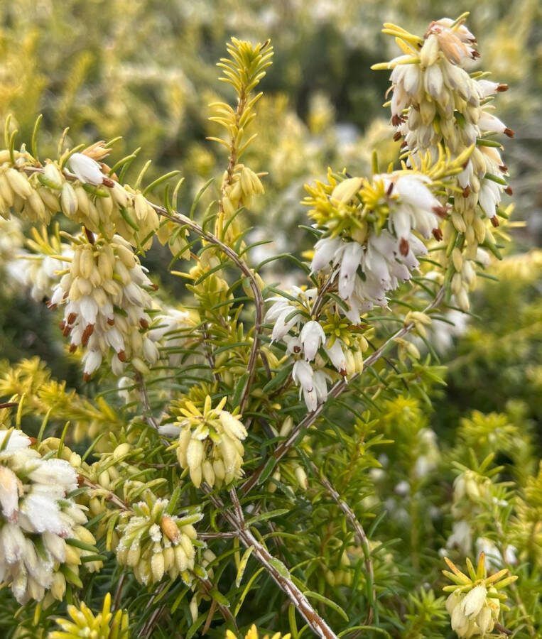 Heide Winter Geel Wit 10 Stuks Erica darleyensis 'Golden Perfect' P9.5 Plant Tuinplant