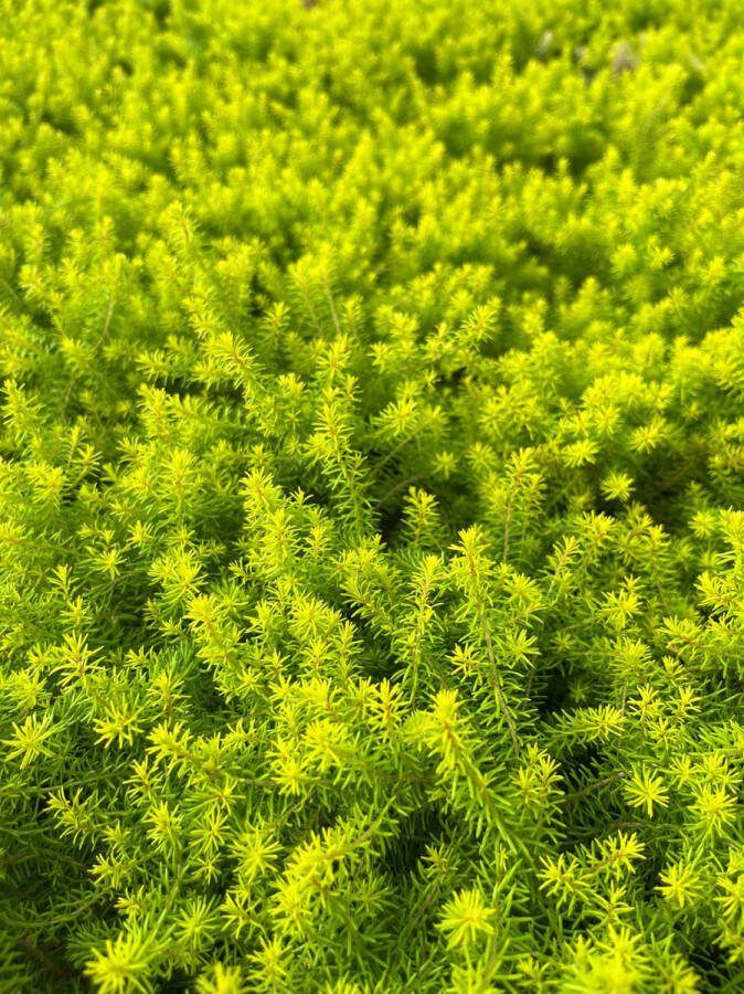 Heide Winter Geel Wit 6 Stuks Erica carnea 'Golden Starlet' 1.5L Plant Tuinplant
