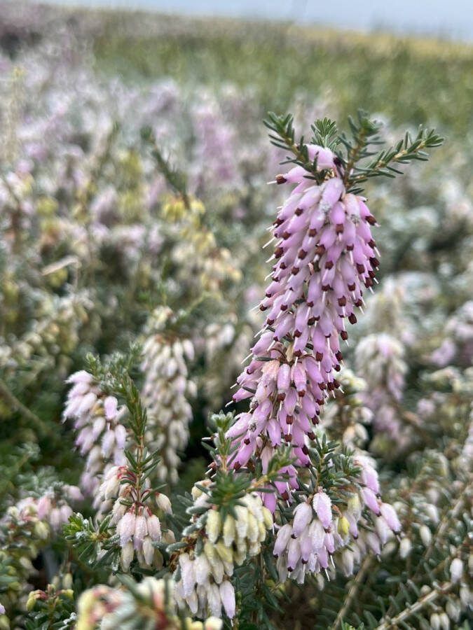 Heide Winter Rood 10 Stuks Erica carnea 'December Red' P9.5 Plant Tuinplant