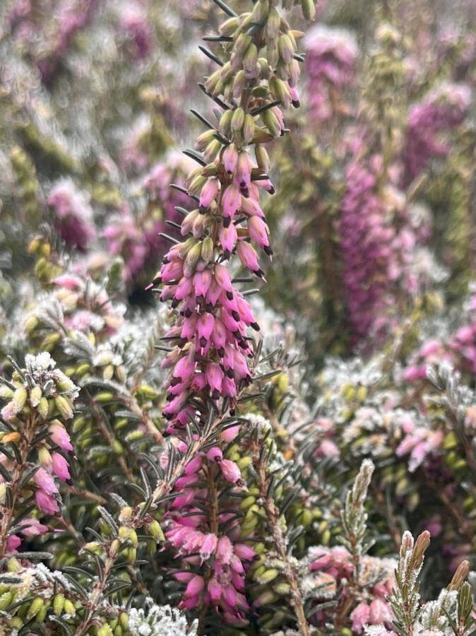 Heide Winter Rood 10 Stuks Erica darleyensis 'Kramer's Rote' P9.5 Plant Tuinplant